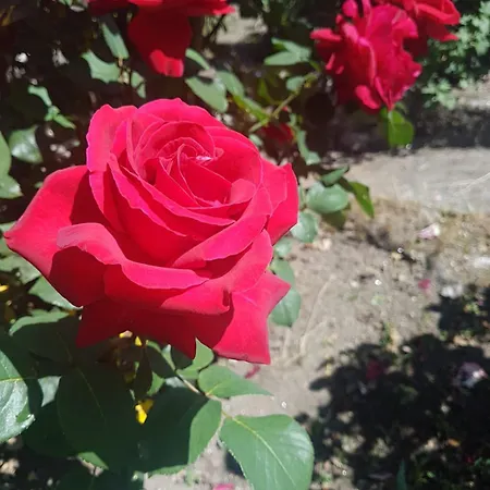 Casa Do Porto Feriehus Partovia